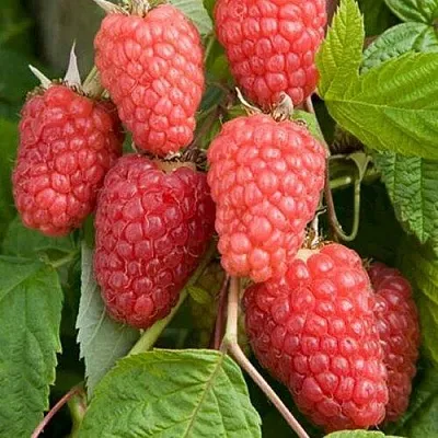 Малина КАСКАД ДЕЛАЙТ в Королеве