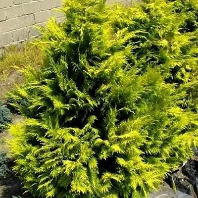 Кипарисовик ГОЛДЕН ВОНДЕР лавсона  Кипарисовик ГОЛДЕН ВОНДЕР лавсона в Королеве