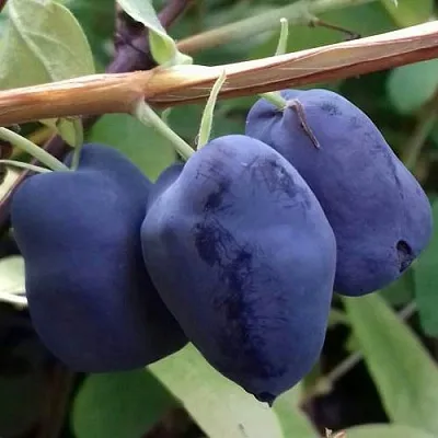 Жимолость съедобная БОРЕАЛ БЬЮТИ (СЕВЕРНАЯ КРАСАВИЦА)  Жимолость съедобная БОРЕАЛ БЬЮТИ (СЕВЕРНАЯ КРАСАВИЦА) в Королеве