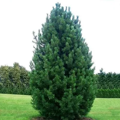 Сосна кедровая   Сосна кедровая  в Королеве