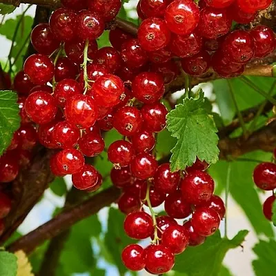 Смородина красная НАТАЛИ  Смородина красная НАТАЛИ в Королеве