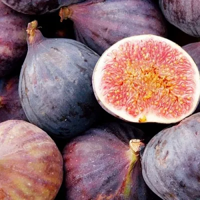 Инжир МУАССОН  Инжир МУАССОН в Королеве