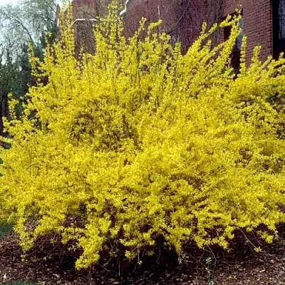 Форзиция ТАРАНДТ промежуточная  Форзиция ТАРАНДТ промежуточная в Королеве