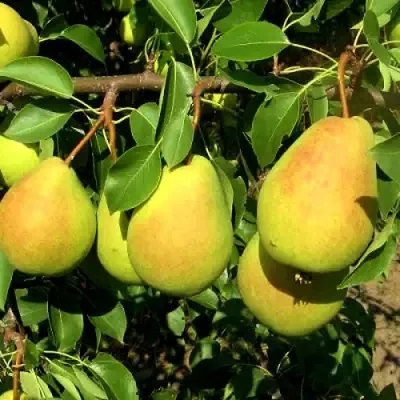 Груша ФЛЕЙТА — описание сорта Груша ФЛЕЙТА в Королеве