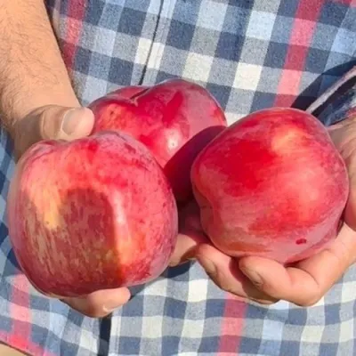 Яблоня ПАМЯТЬ КОВАЛЕНКО в Королеве