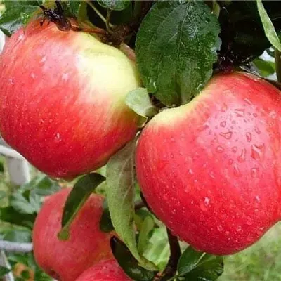 Яблоня ЖЕНЕВА (ЖЕНЕВА ЭРЛИ)  Яблоня ЖЕНЕВА (ЖЕНЕВА ЭРЛИ) в Королеве