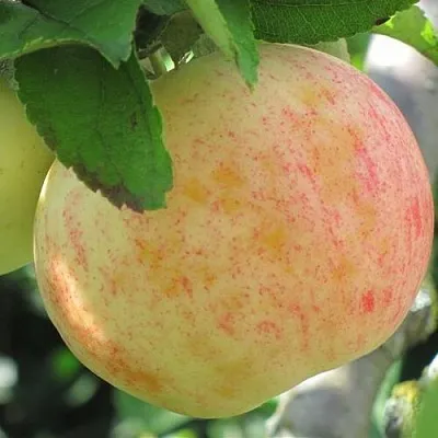Яблоня ЛЕТНЕЕ СЛАДКОЕ  Яблоня ЛЕТНЕЕ СЛАДКОЕ в Королеве