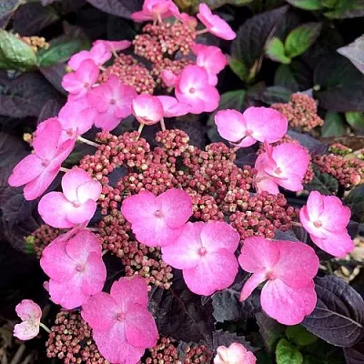 Гортензия ДАРЕДЕВИЛ пильчатая  Гортензия ДАРЕДЕВИЛ пильчатая в Королеве