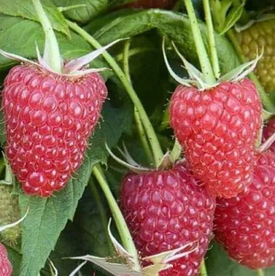 Малина ЕВРАЗИЯ  Малина ЕВРАЗИЯ в Королеве