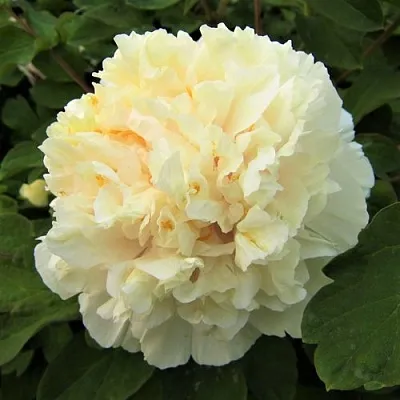 Пион НЕЖНЫЙ ГОЛОС древовидный в Королеве