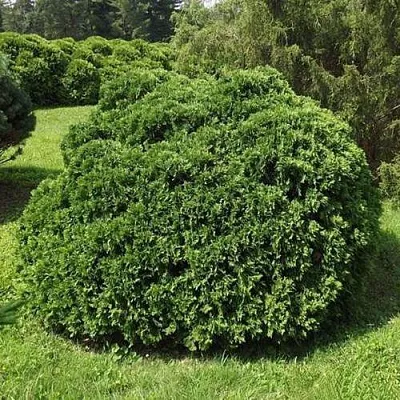 Туя УМБРАКУЛИФЕРА западная  Туя УМБРАКУЛИФЕРА западная в Королеве