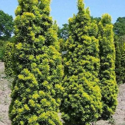 Тис ДАВИД ягодный в Королеве