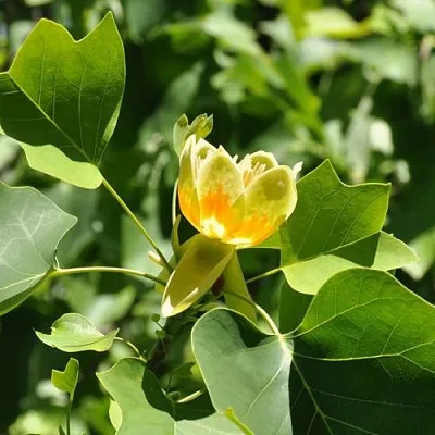 ЛИРИОДЕНДРОН тюльпанный  ЛИРИОДЕНДРОН тюльпанный в Королеве