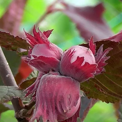 Фундук КАРДИНАЛ в Королеве