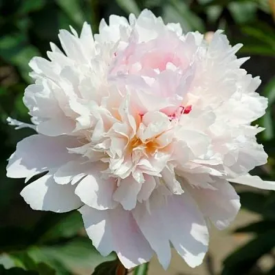 Пион АЛЕРТИ травянистый  Пион АЛЕРТИ травянистый в Королеве