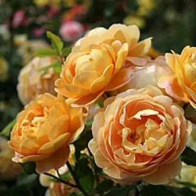 Саженцы роз ГОЛДЕН СЕЛЕБРЕЙШЕН английская  Саженцы роз ГОЛДЕН СЕЛЕБРЕЙШЕН английская в Королеве