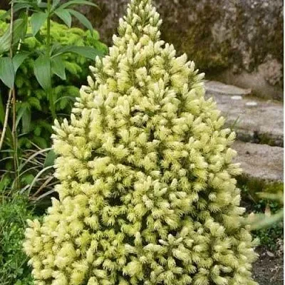 Ель МАЙГОЛД колючая  Ель МАЙГОЛД колючая в Королеве