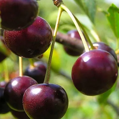 Вишня ЛИВЕНСКАЯ  Вишня ЛИВЕНСКАЯ в Королеве