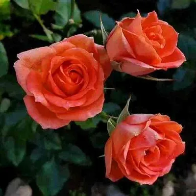 Саженцы роз ОРАНЖ ДЖЕВЕЛ миниатюрная в Королеве
