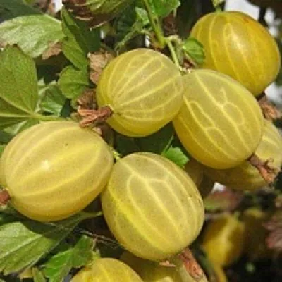 Крыжовник КУРШУ ДЗИНТАРС  Крыжовник КУРШУ ДЗИНТАРС в Королеве