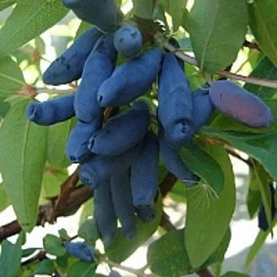 Жимолость съедобная ГОРДОСТЬ БАКЧАРА  Жимолость съедобная ГОРДОСТЬ БАКЧАРА в Королеве