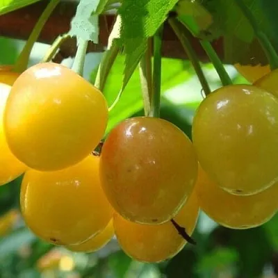 Черешня ЯНТАРНАЯ  Черешня ЯНТАРНАЯ в Королеве