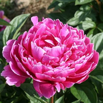 Пион СЕБАСТЬЯН МААС травянистый  Пион СЕБАСТЬЯН МААС травянистый в Королеве