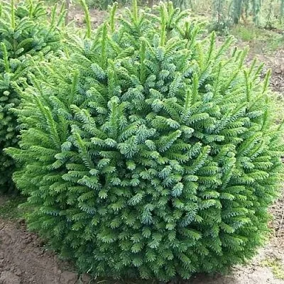 Ель НАНА сербская  Ель НАНА сербская в Королеве