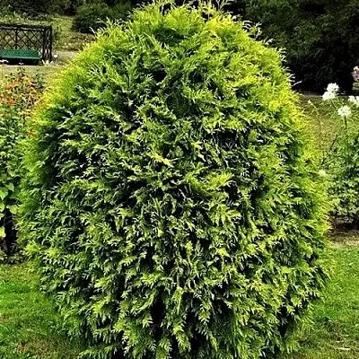 Туя ТИП ТОП западная  Туя ТИП ТОП западная в Королеве