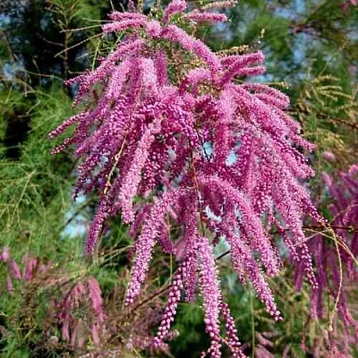 Тамарикс ПИНК КАСКАД  Тамарикс ПИНК КАСКАД в Королеве