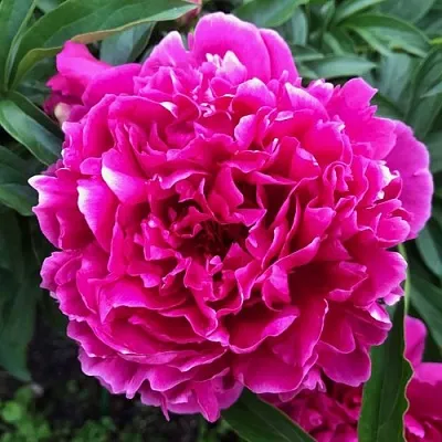 Пион КАРЛ РОЗЕНФЕЛЬД травянистый  Пион КАРЛ РОЗЕНФЕЛЬД травянистый в Королеве