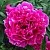 Пион КАРЛ РОЗЕНФЕЛЬД травянистый в Королеве