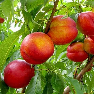 Нектарин ХАРБЛЕЙЗ в Королеве