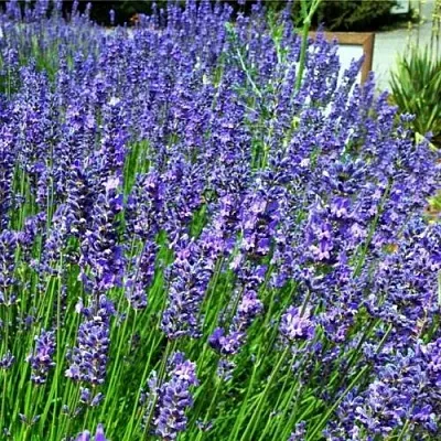 Лаванда ФЕНОМЕНАЛ узколистная  Лаванда ФЕНОМЕНАЛ узколистная в Королеве