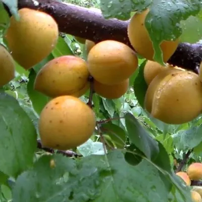 Абрикос МАНИТОБА — описание сорта Абрикос МАНИТОБА в Королеве