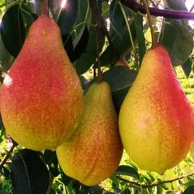 Груша АББАТ ФЕТЕЛЬ   Груша АББАТ ФЕТЕЛЬ  в Королеве