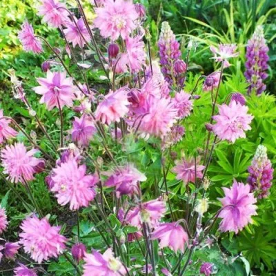 Аквилегия БАРЛОУ ПИНК гибрид МакКаны — описание сорта Аквилегия БАРЛОУ ПИНК гибрид МакКаны в Королеве