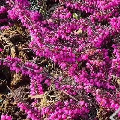 ЭРИКА "АЛЬПИЙСКИЙ ВЕРЕСК" (зимующая) сорт АТРОРУБРА  ЭРИКА "АЛЬПИЙСКИЙ ВЕРЕСК" (зимующая) сорт АТРОРУБРА в Королеве