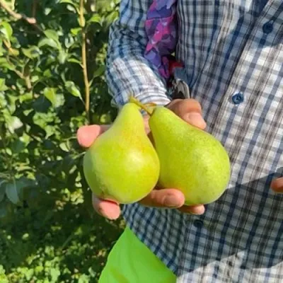 Груша ЗАРЕЧНАЯ КОМПАКТНАЯ  Груша ЗАРЕЧНАЯ КОМПАКТНАЯ в Королеве