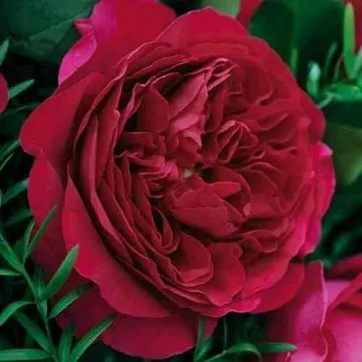 Саженцы роз КЕЙТ английская  Саженцы роз КЕЙТ английская в Королеве