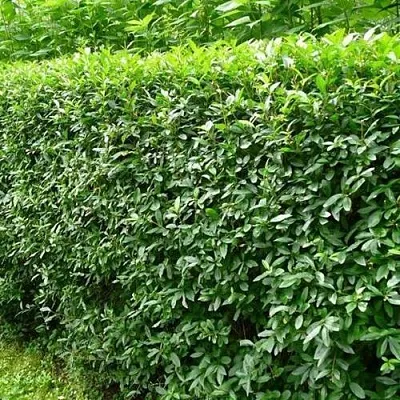 Бирючина обыкновенная  Бирючина обыкновенная в Королеве