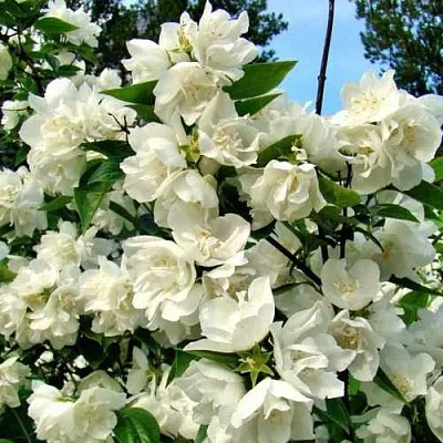 Жасмин ДЕНИСКИНЫ РАССКАЗЫ  Жасмин ДЕНИСКИНЫ РАССКАЗЫ в Королеве