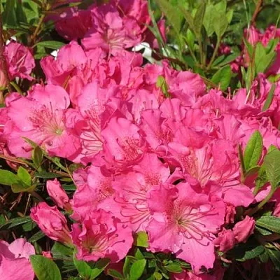 Азалия КИРСТИН японская  Азалия КИРСТИН японская в Королеве