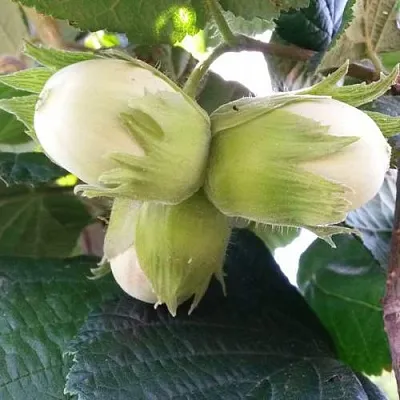 Фундук ЮННАТ в Королеве