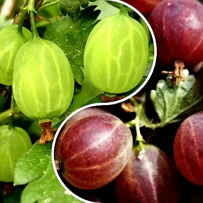 Комплект СКАЗКА в Королеве