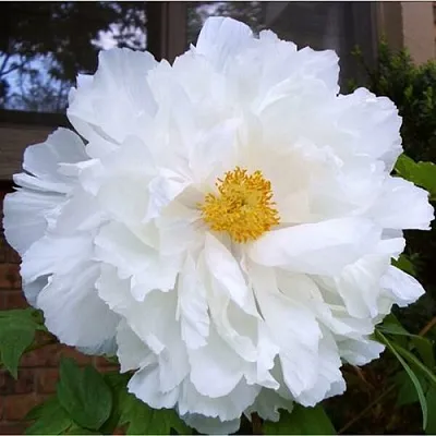 Пион БЕЛЫЙ НЕФРИТ древовидный в Королеве