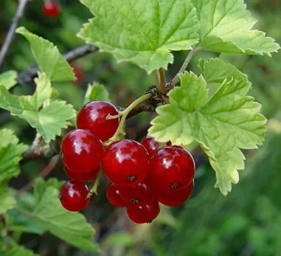 Смородина альпийская ШМИДТ  Смородина альпийская ШМИДТ в Королеве