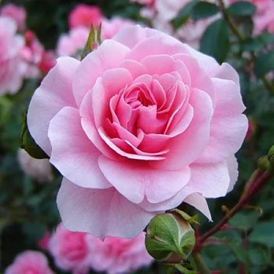 Саженцы роз БОНИКА флорибунда  Саженцы роз БОНИКА флорибунда в Королеве