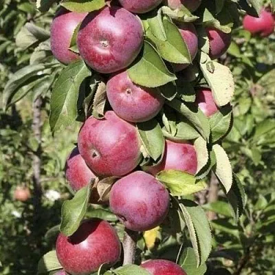 Яблоня ЕСЕНИЯ колонновидная  Яблоня ЕСЕНИЯ колонновидная в Королеве