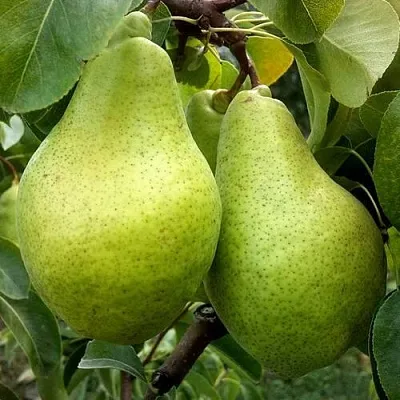 Груша НОЯБРЬСКАЯ ЗИМНЯЯ в Королеве